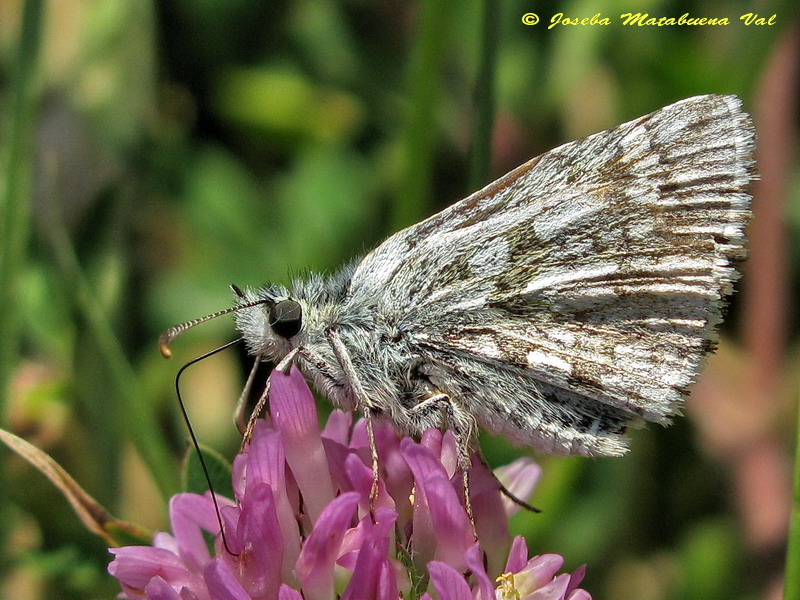 Pyrgus carthami